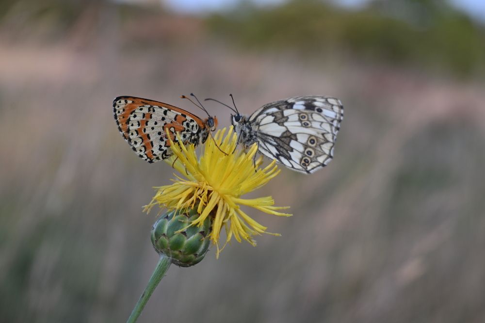 Photograph by Maria Vittoria Amoruso