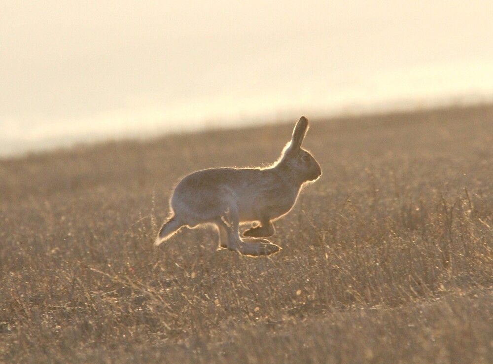 Фотография автора Татьяна Шебаршенко