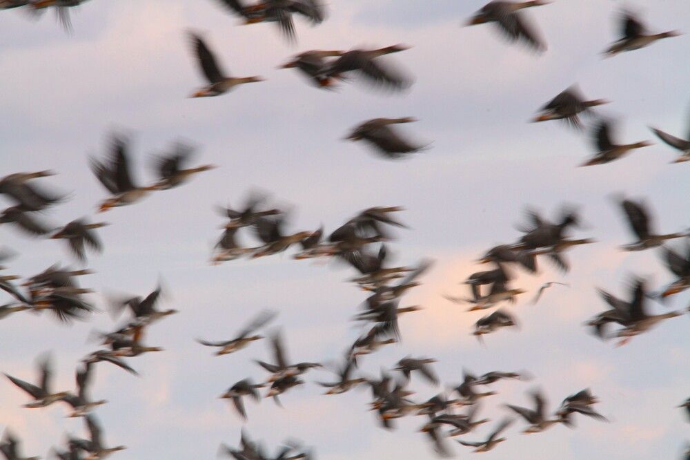 Фотография автора Татьяна Шебаршенко