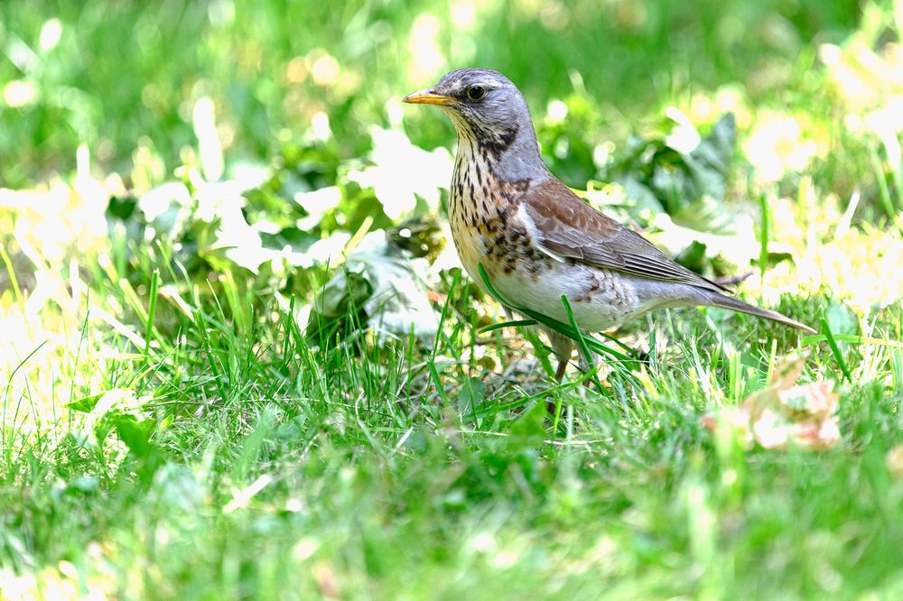 Дрозд деряба (Turdus viscivorus)
