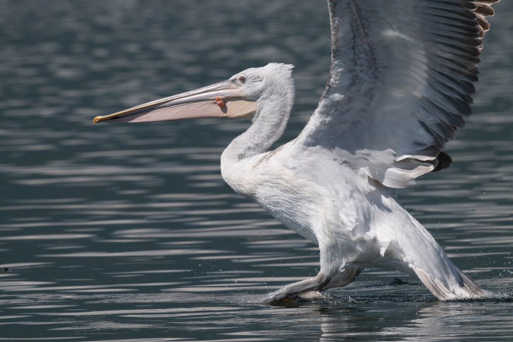 Фотография автора DIMITRIS MPAZIOTOPOULOS