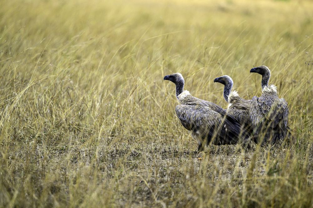 Photograph by Nuwair ALHajeri