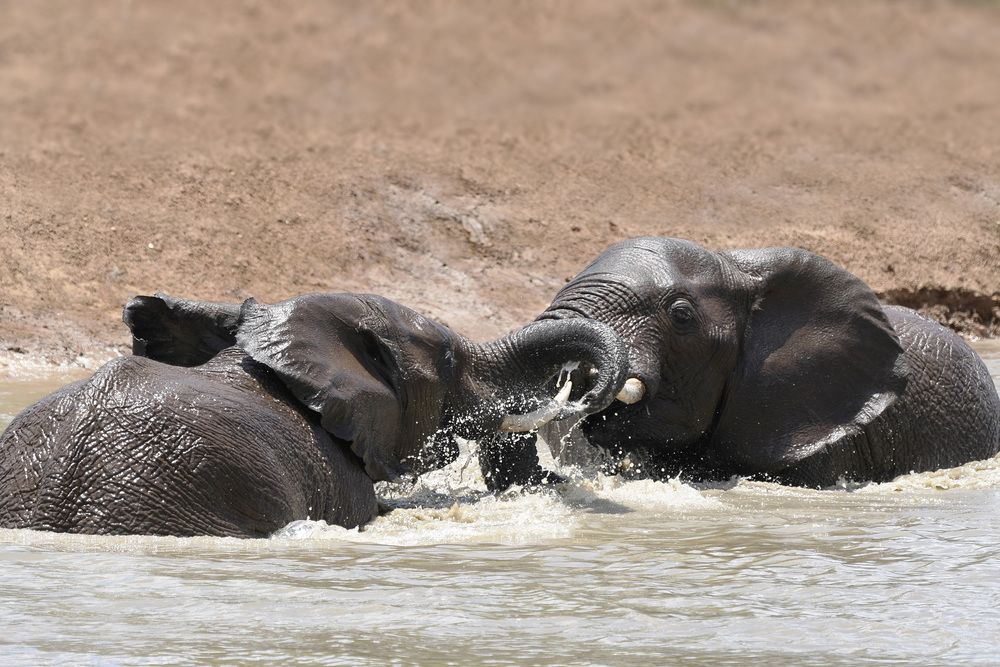 Photograph by Raed Victor Saad