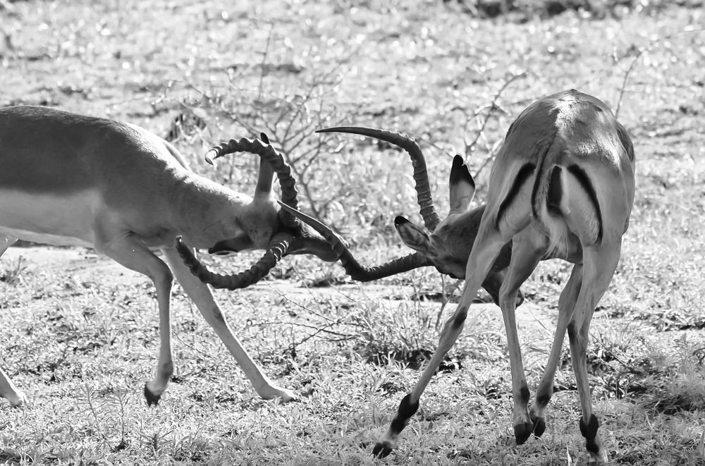 Photograph by Raed Victor Saad