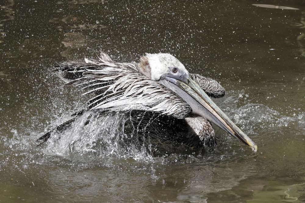 Photograph by Raed Victor Saad