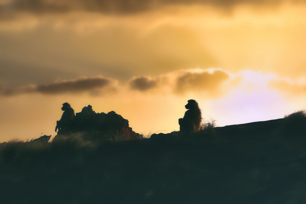 Photograph by Szymon Brola