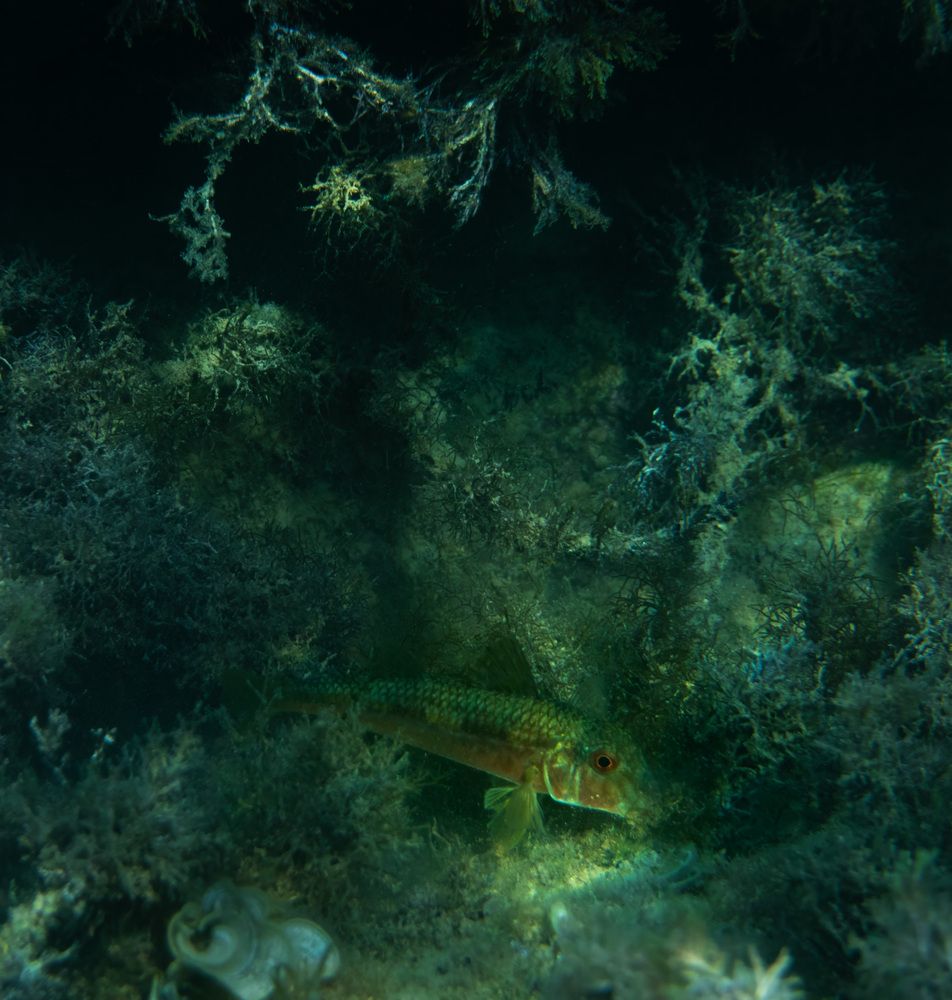 Фотография автора Вадим Андреев