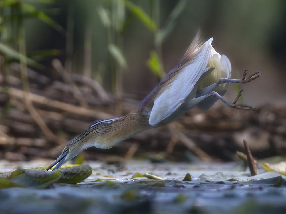 Photograph by Оджи Мила