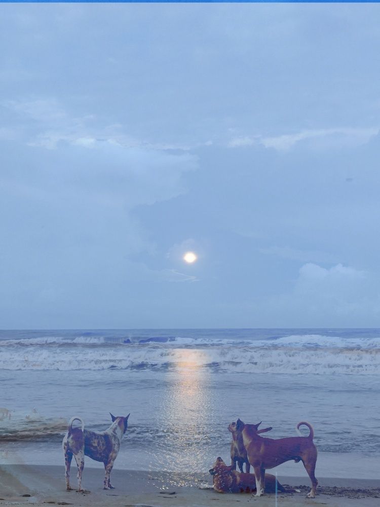 Photo #12287583