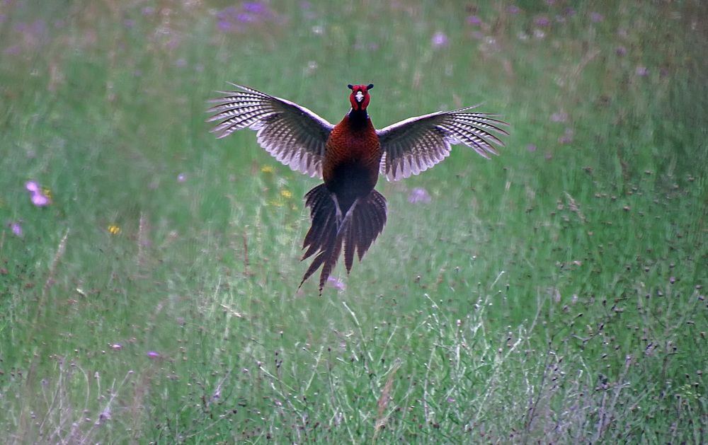 Фотография автора Александр