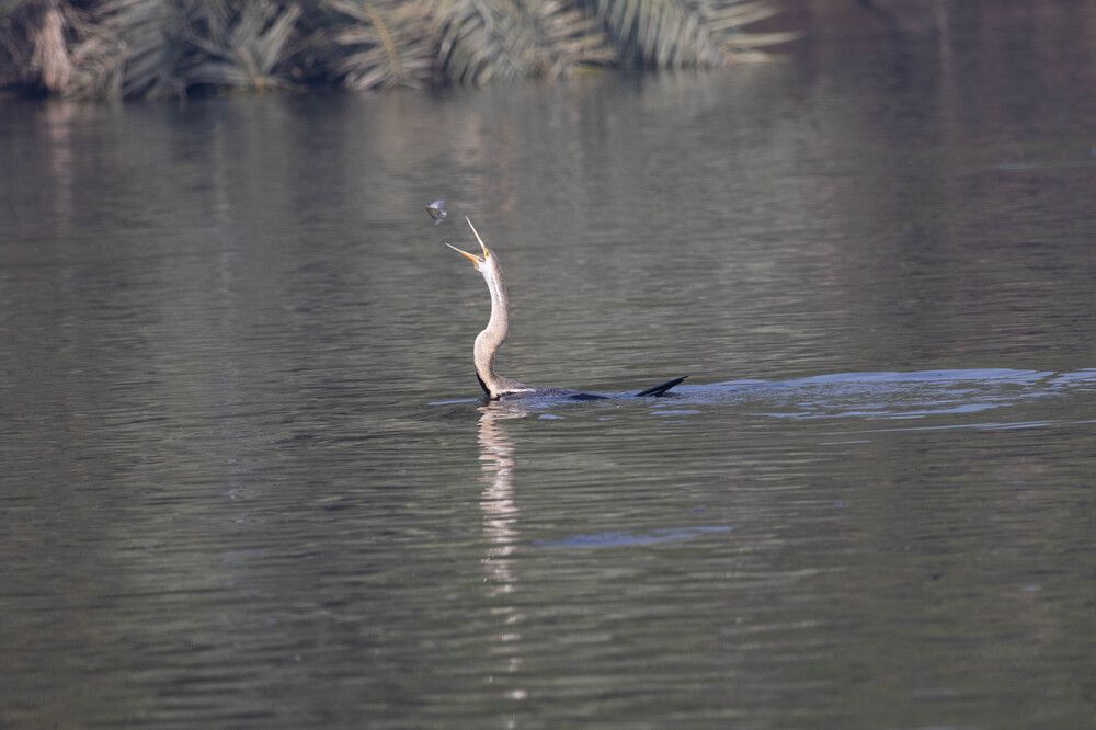 Фотография автора Zulfikar Haidar