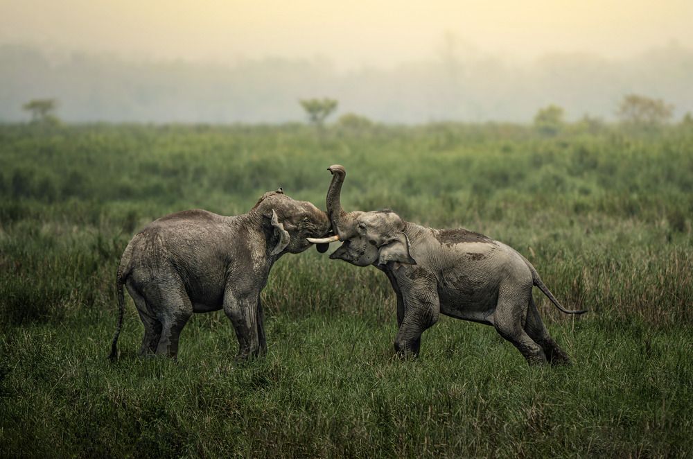 Photograph by Jit Chowdhury