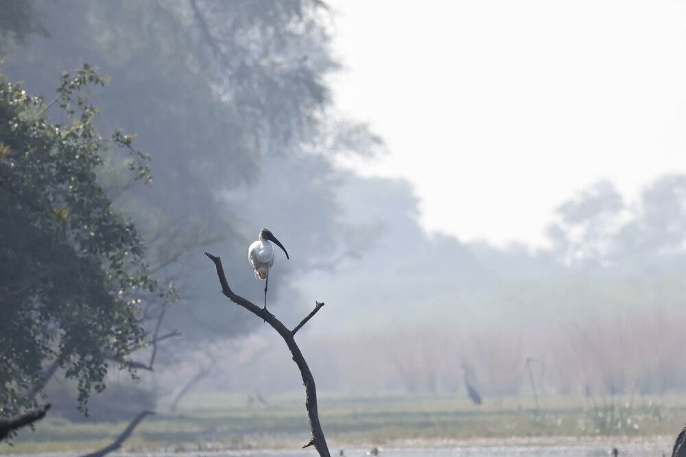 Фотография автора Zulfikar Haidar