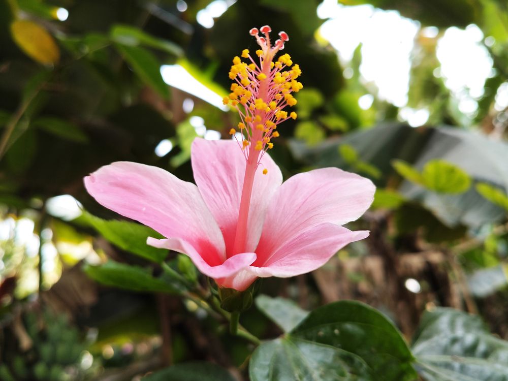 Photograph by SURAJIT SARKAR