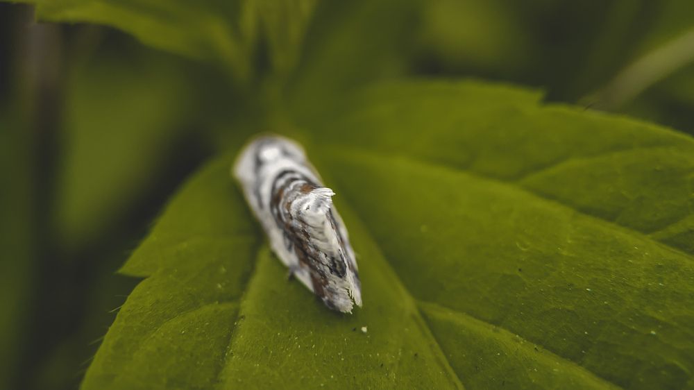 Photograph by Venu Peyyala