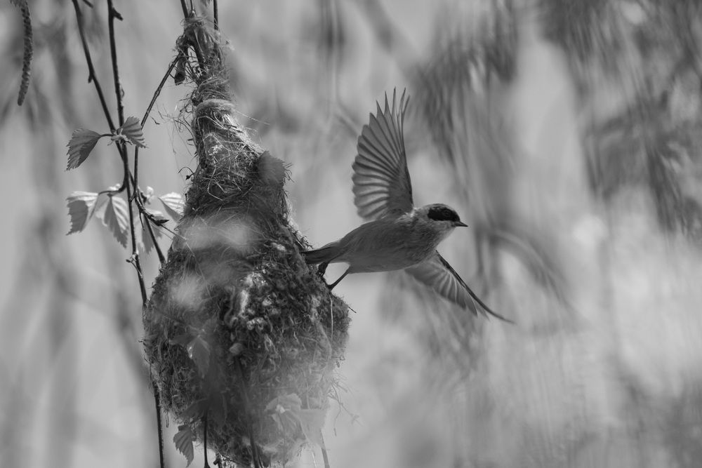 Photograph by Михаил Зубарев