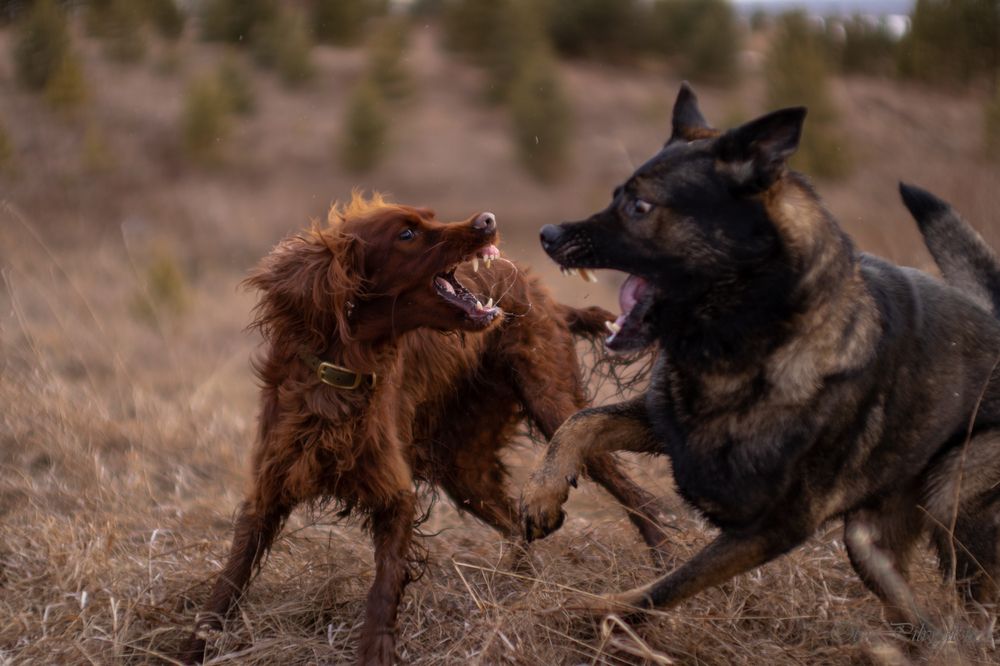 Photograph by Оля Пильвялене