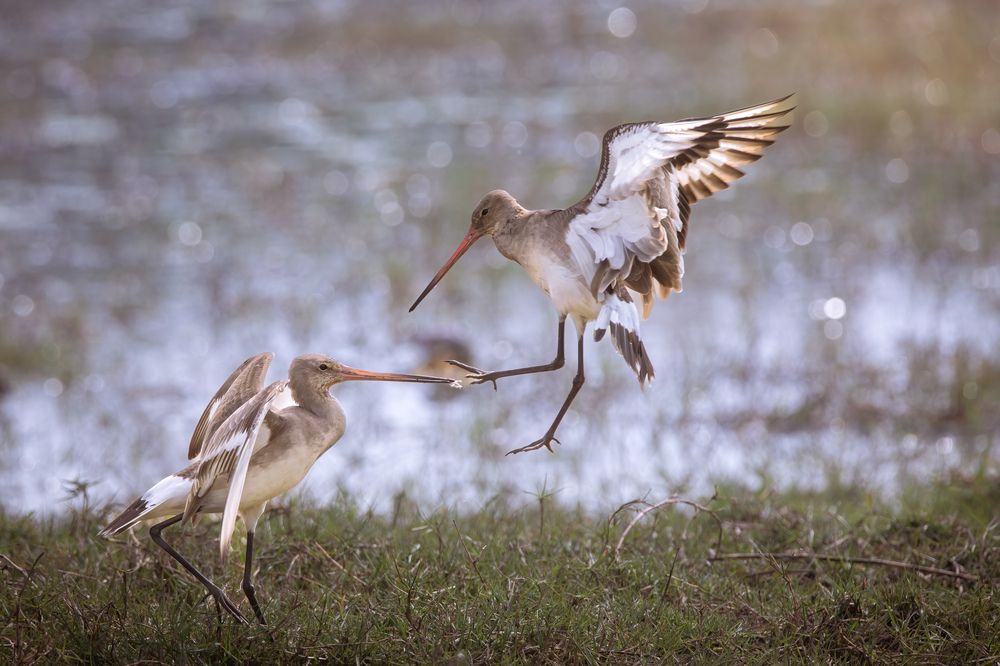 Photograph by Pritam Majumder