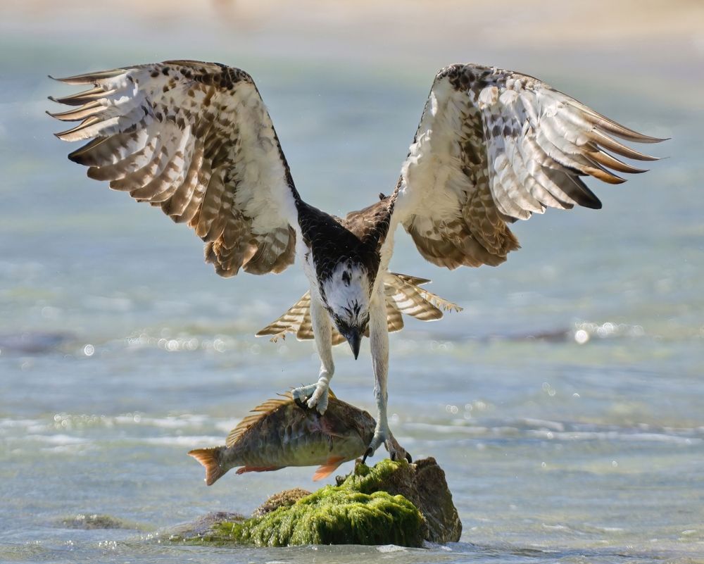 Скопа с добычей