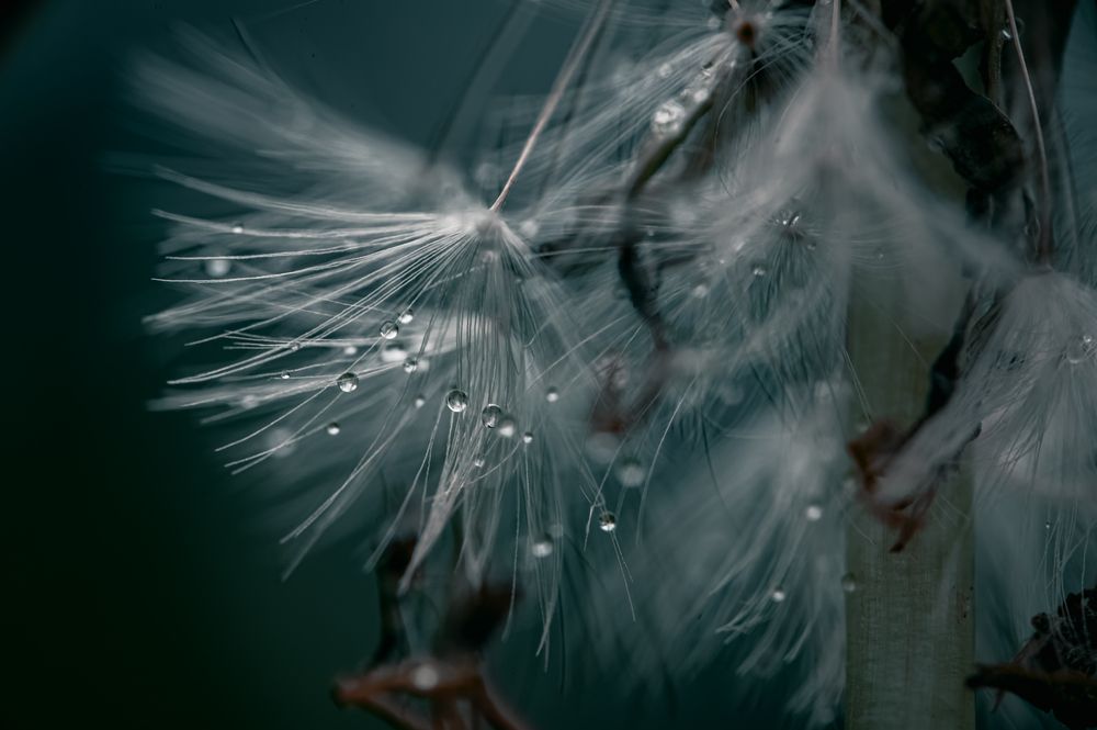 drop