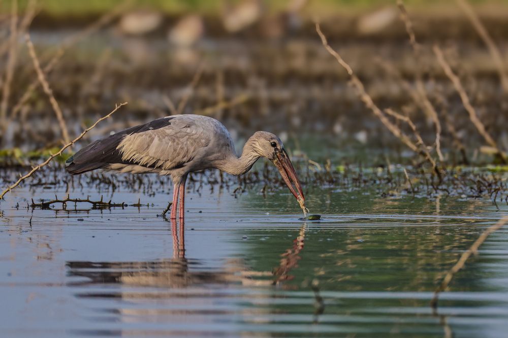 Photograph by Shalini Jain