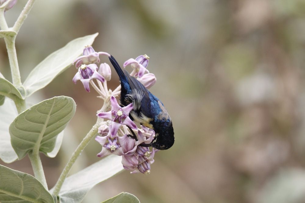 Photograph by Shalini Jain