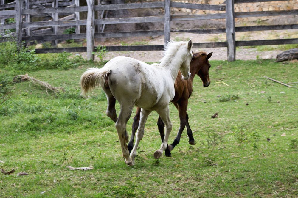 Cavalo correndo