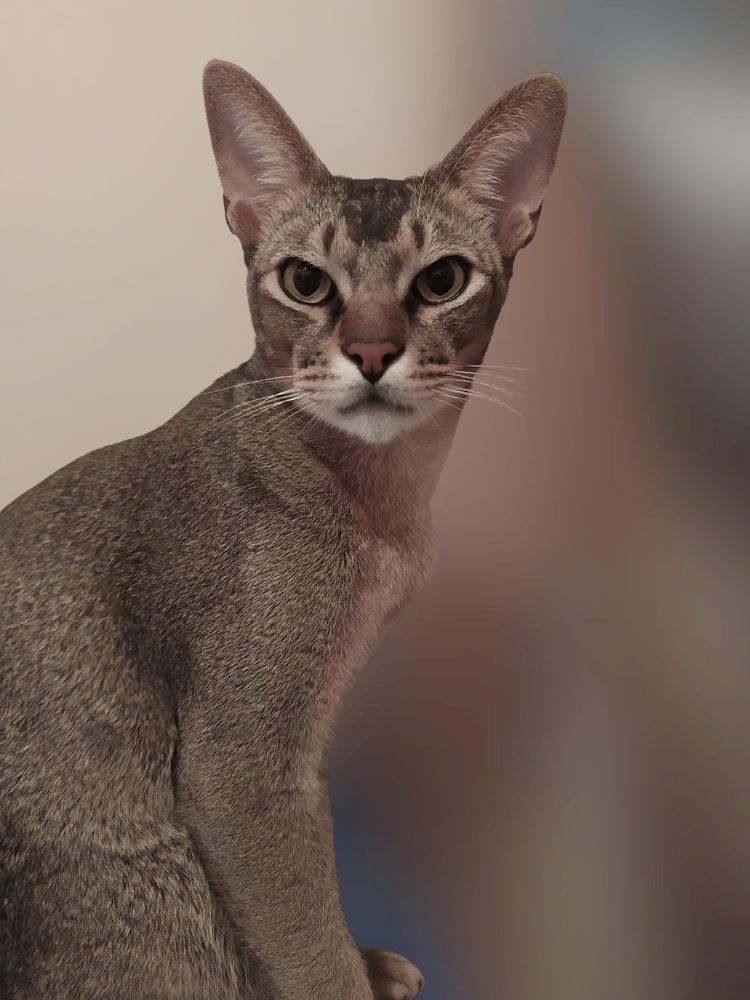Красавчик