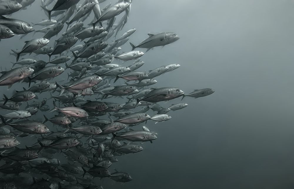 Photograph by Игорь Чернышов