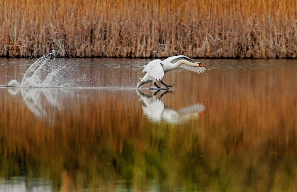 Photograph by Алексей Сиваков