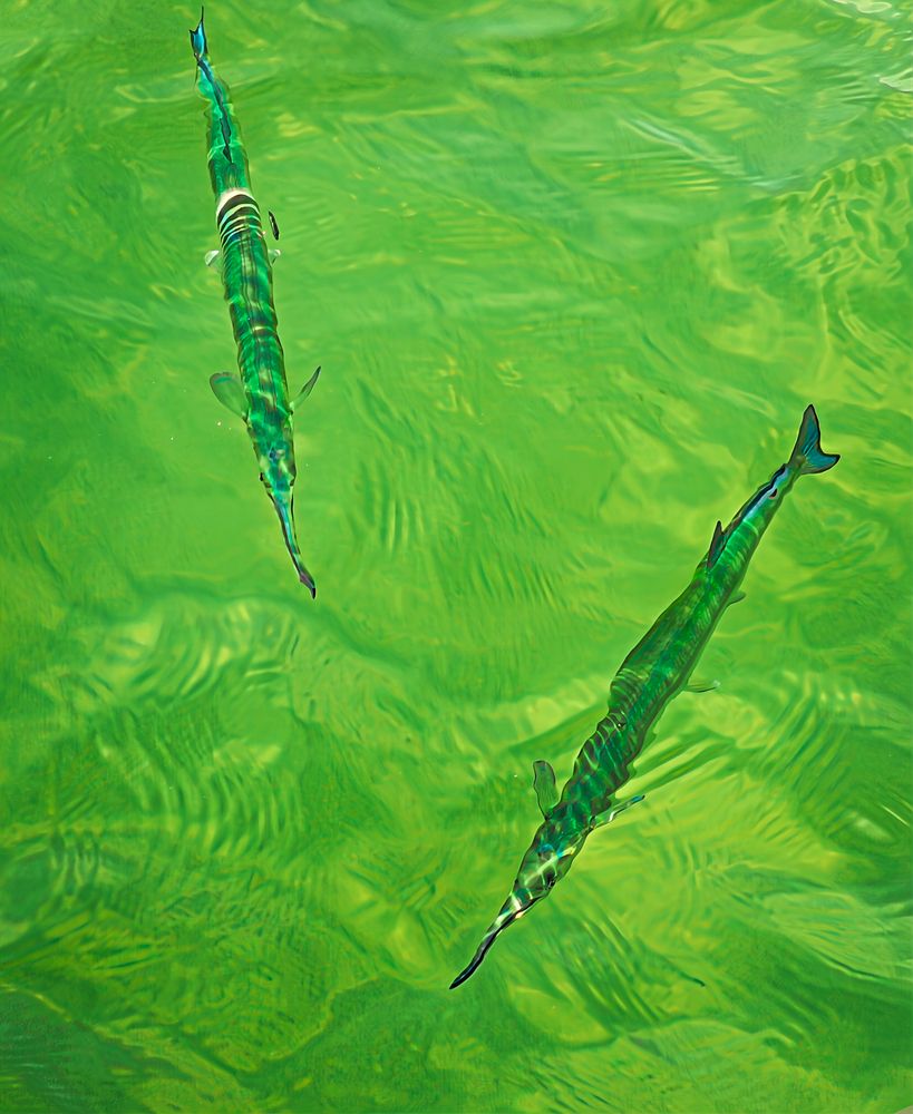 A Shimmering Pair: The Needlefish