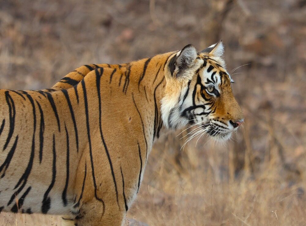 Bacchi the Tigress