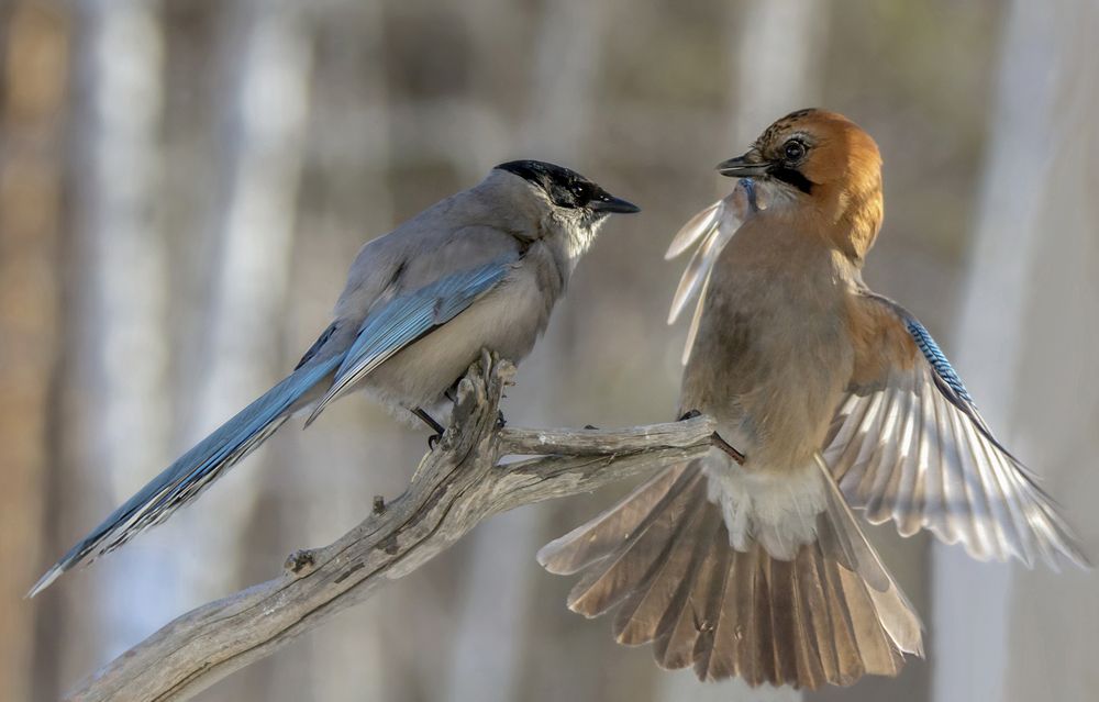 Photograph by Koledova Irina