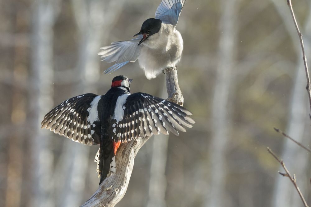 Photograph by Koledova Irina