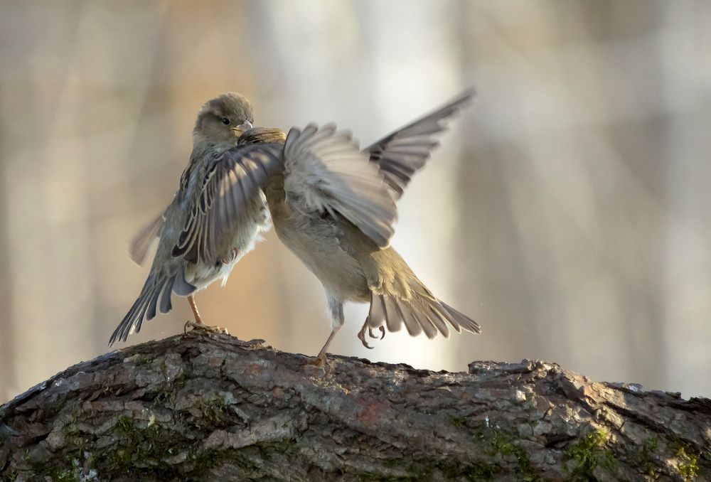 Photograph by Koledova Irina