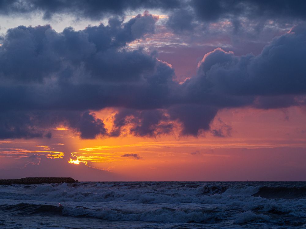 Violeta de despedida