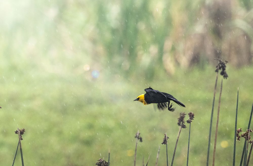 Фотография автора Camilo Rojas