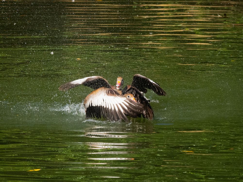 Фотография автора Camilo Rojas