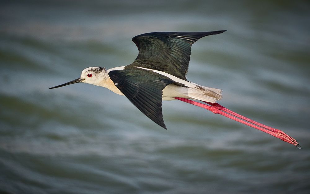 Photograph by Boris Bekelman