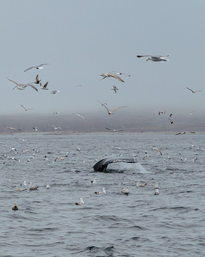 Photograph by Ксения Прицепа
