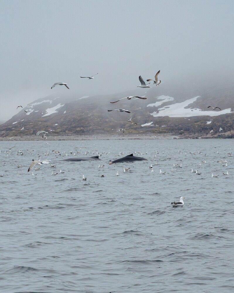 Photograph by Ксения Прицепа