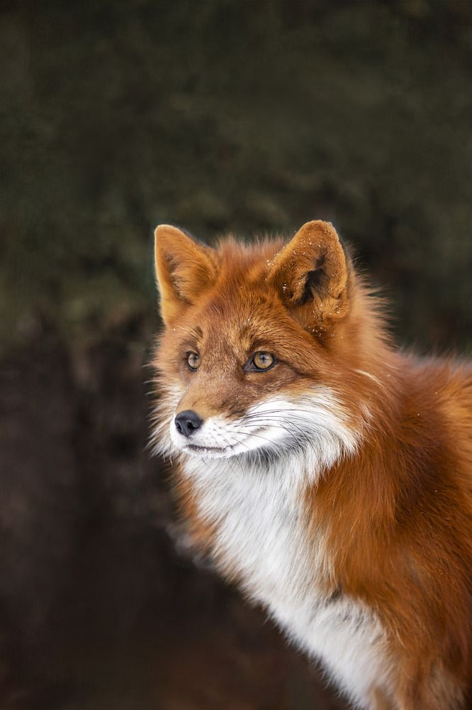 Photograph by Анастасия Белаш