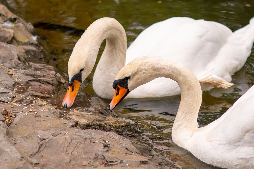 Photograph by Irina Chka