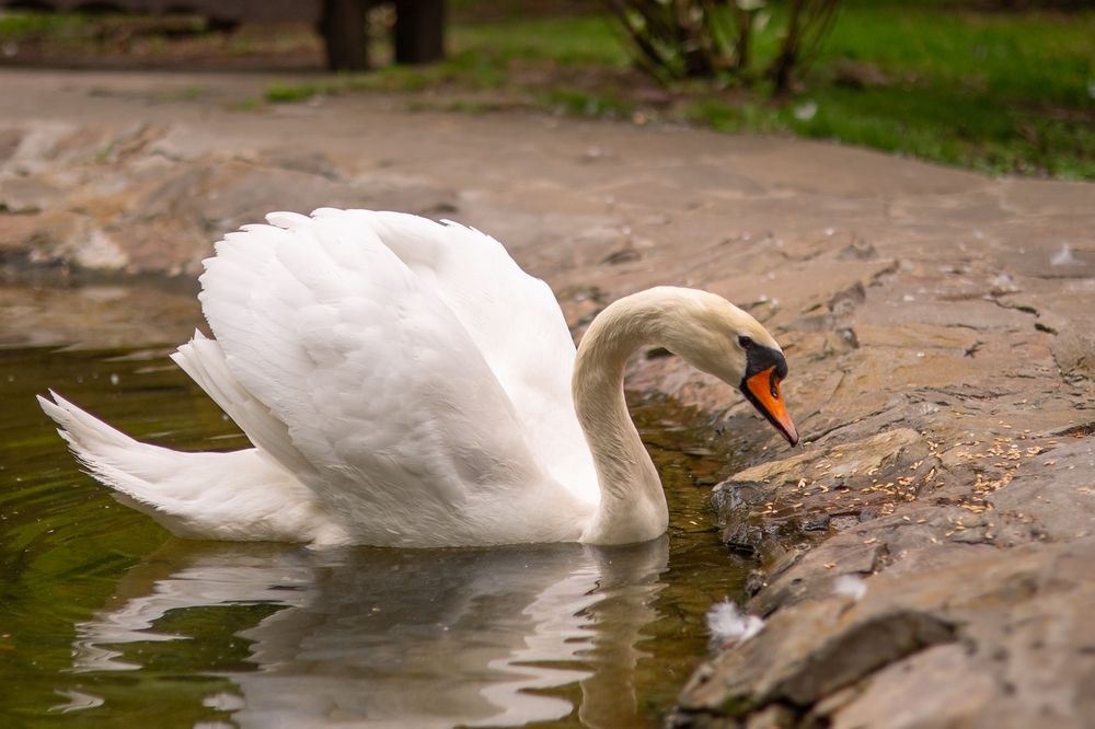 Photograph by Irina Chka