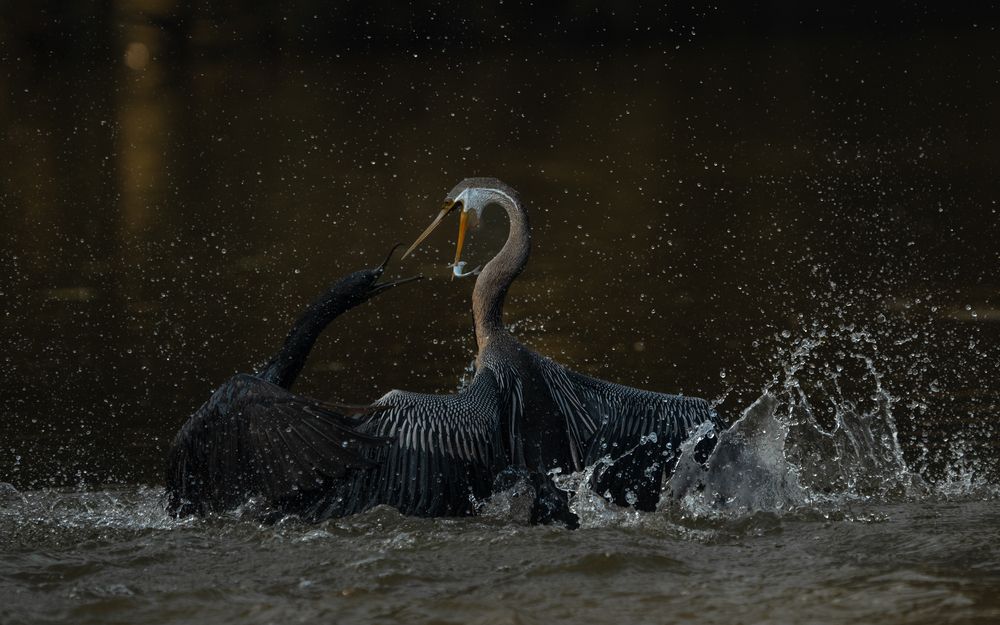 Photograph by Mahesh Jagwani