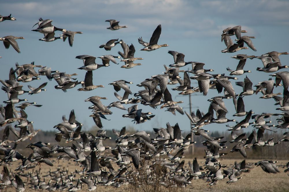 Photograph by Светлана Шахин