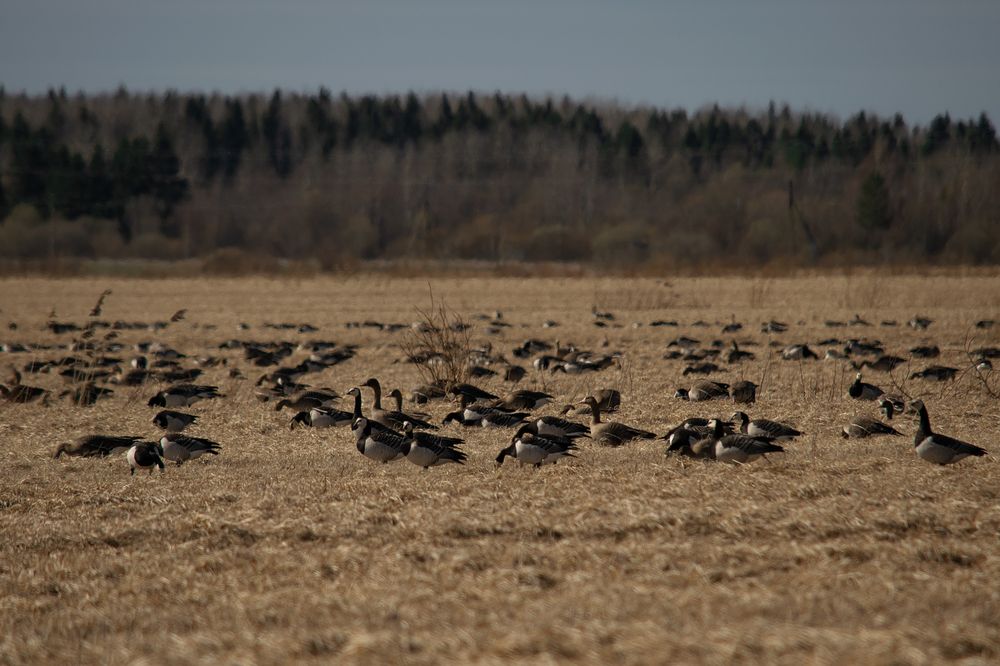 Photograph by Светлана Шахин
