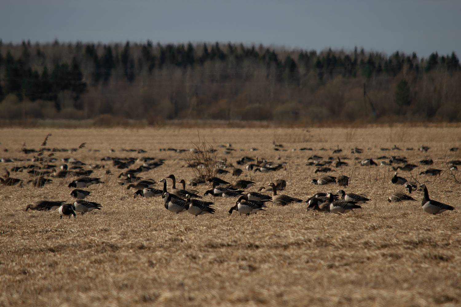 Фотография #12290315