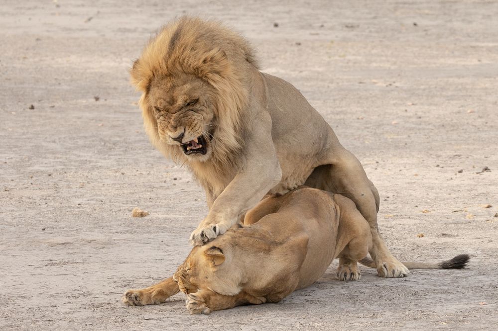 Photograph by Raquel Barao