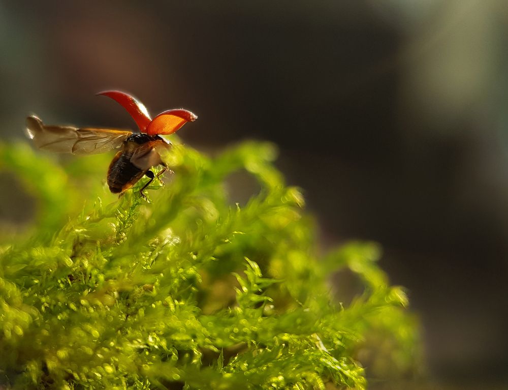 Фотография автора Анжелика